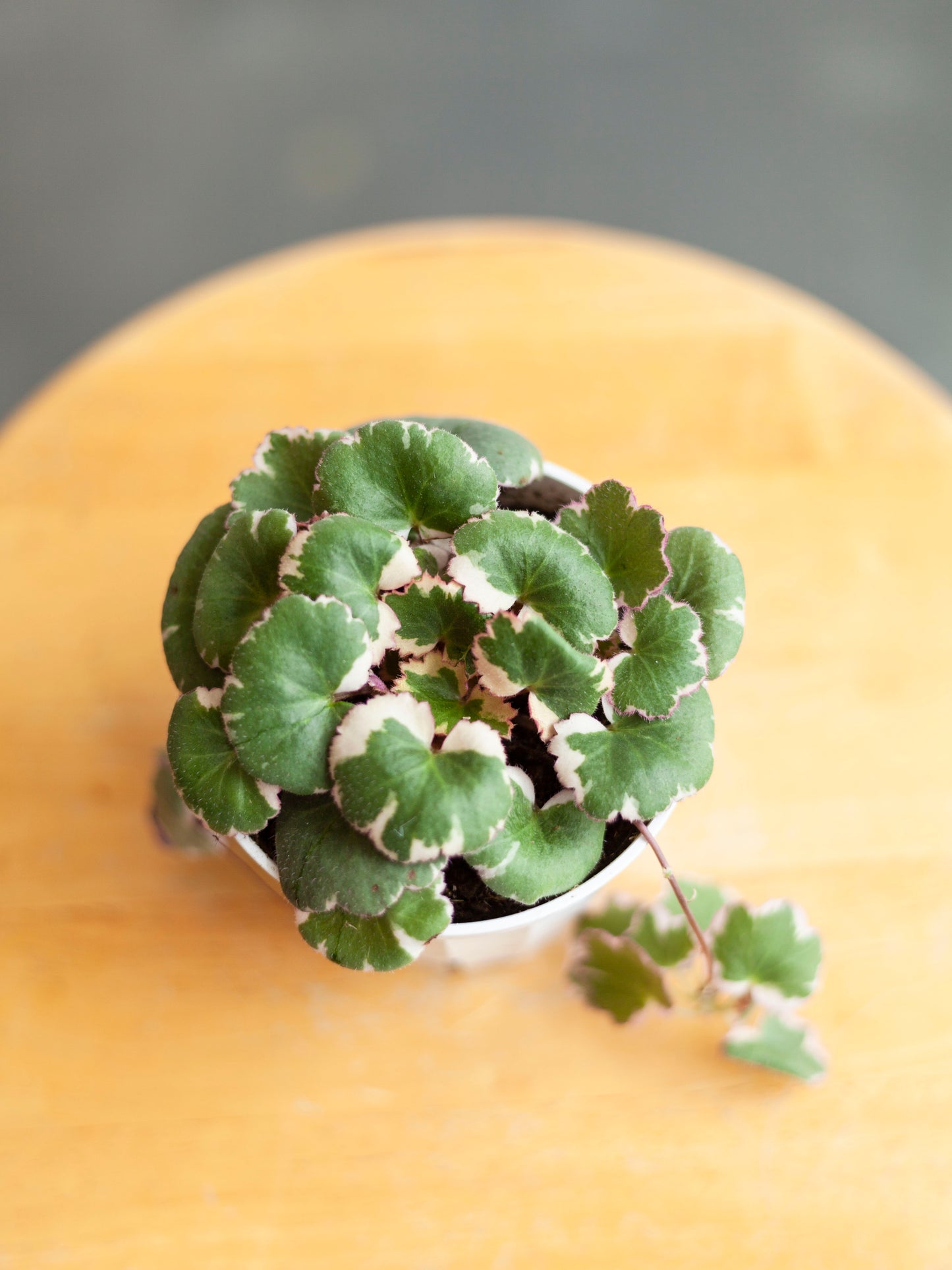 Begonia 'Strawberry Tricolor' 4"