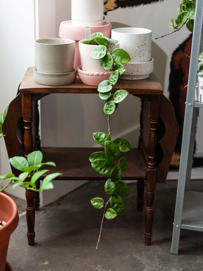 Hoya 'Chelsea' 4"
