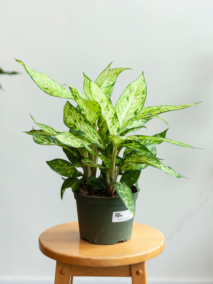 Dieffenbachia 'Starbright' 6"