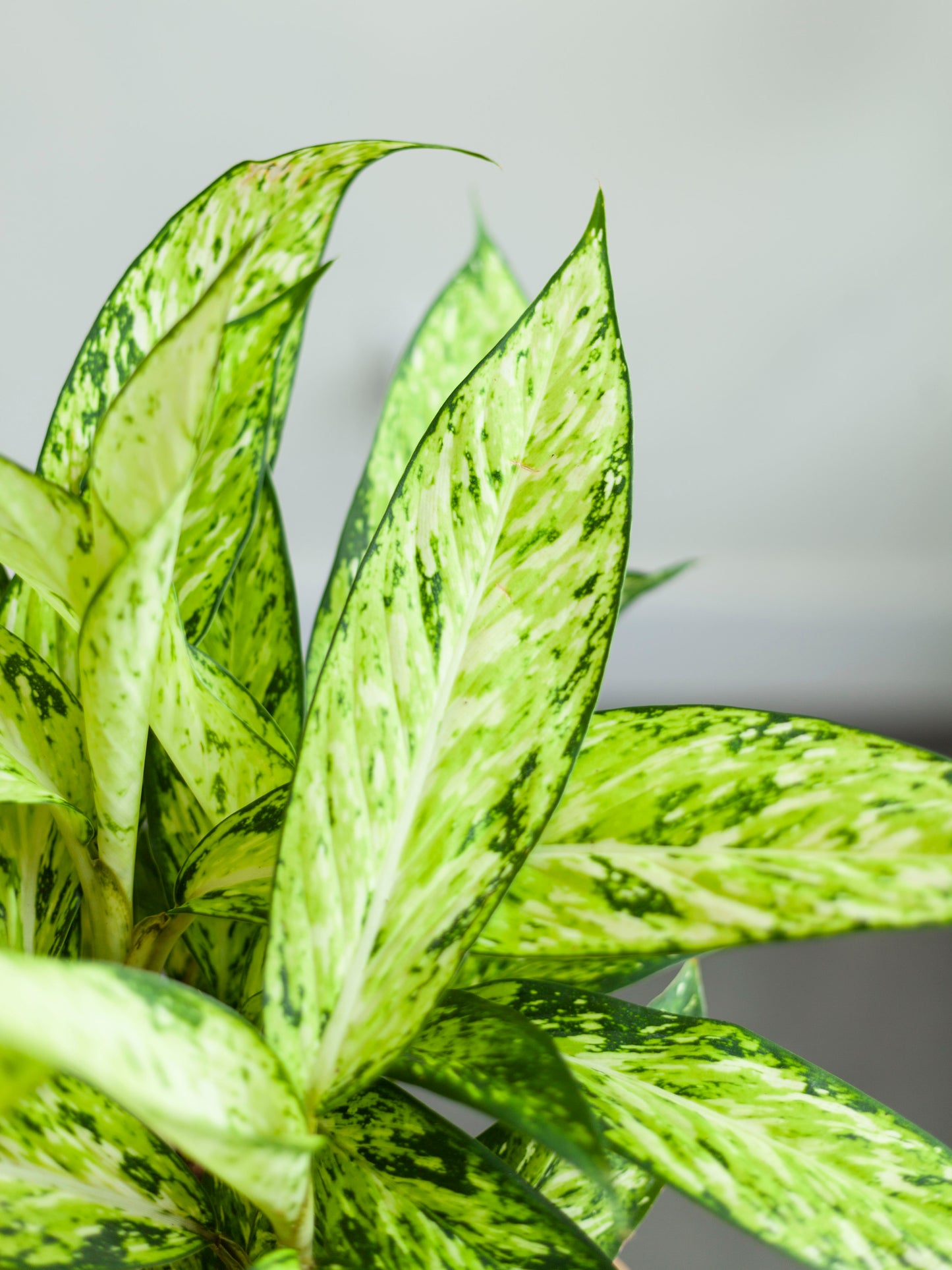 Dieffenbachia 'Starbright' 6"
