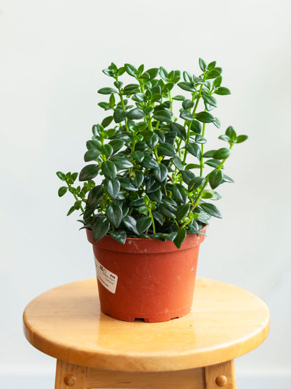 Goldfish 'Castanet' 6"