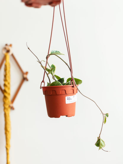 Hoya 'Krimson Queen' Hanging Basket 6”