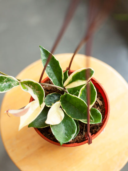 Hoya 'Krimson Queen' Hanging Basket 6”