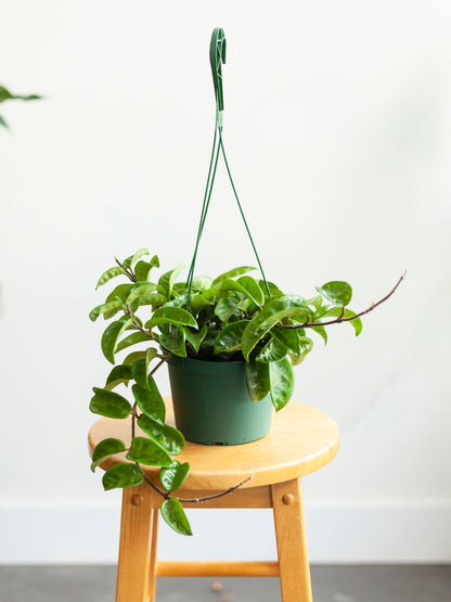 Hoya 'Krinkle' Hanging Basket 6"