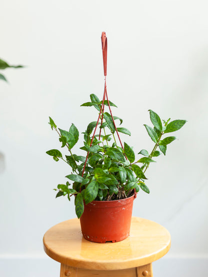 Lipstick 'Black Pagoda' Hanging Basket 6"