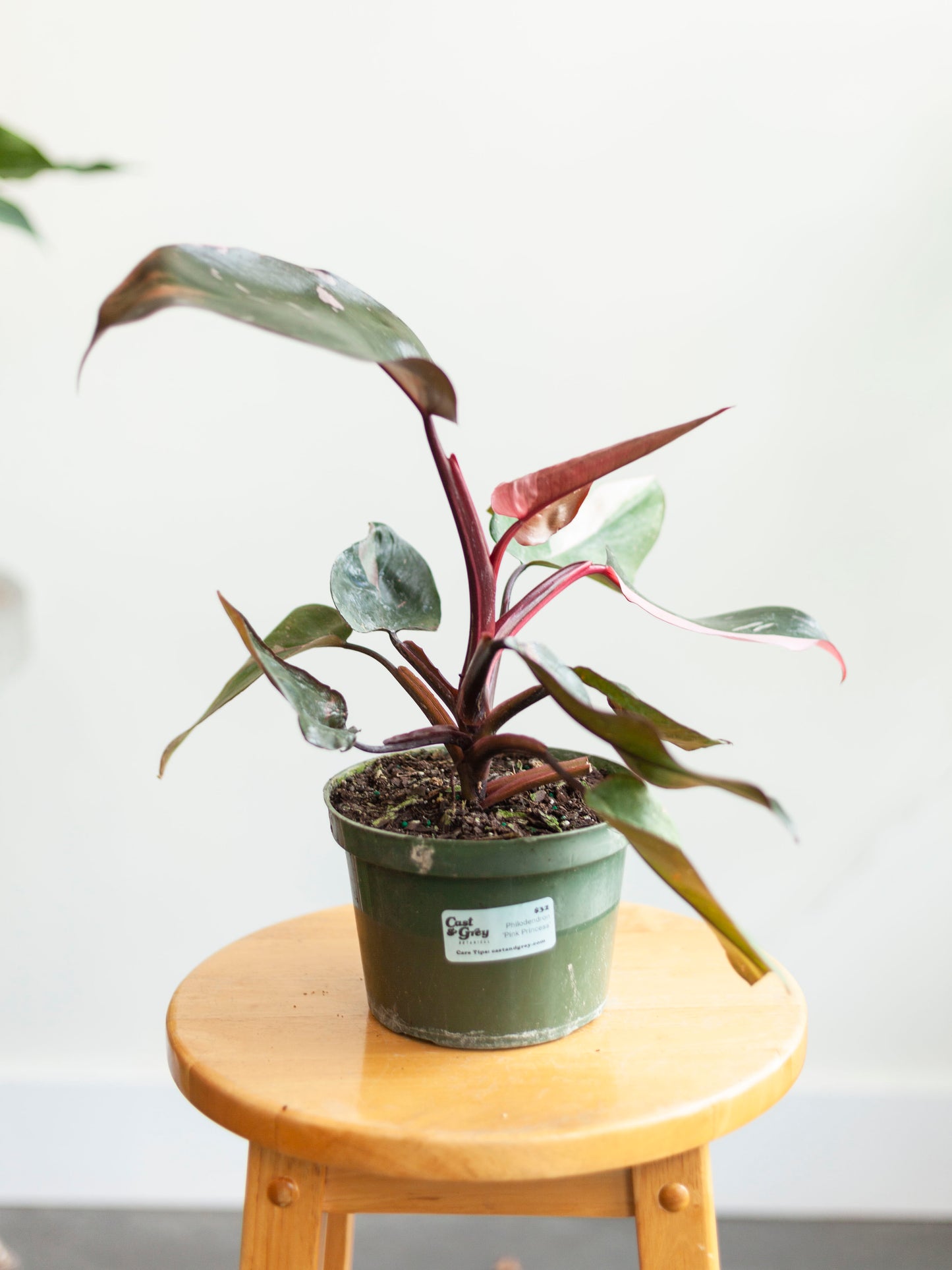 Philodendron 'Pink Princess' 6"