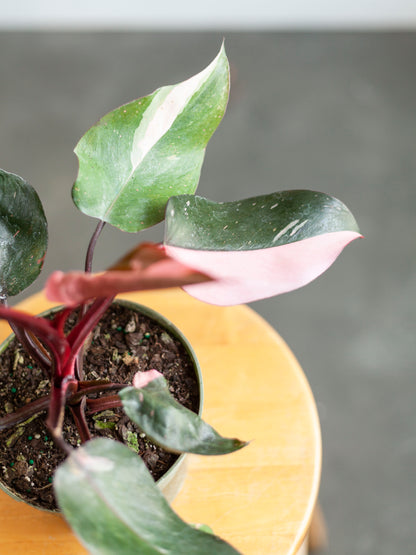 Philodendron 'Pink Princess' 6"