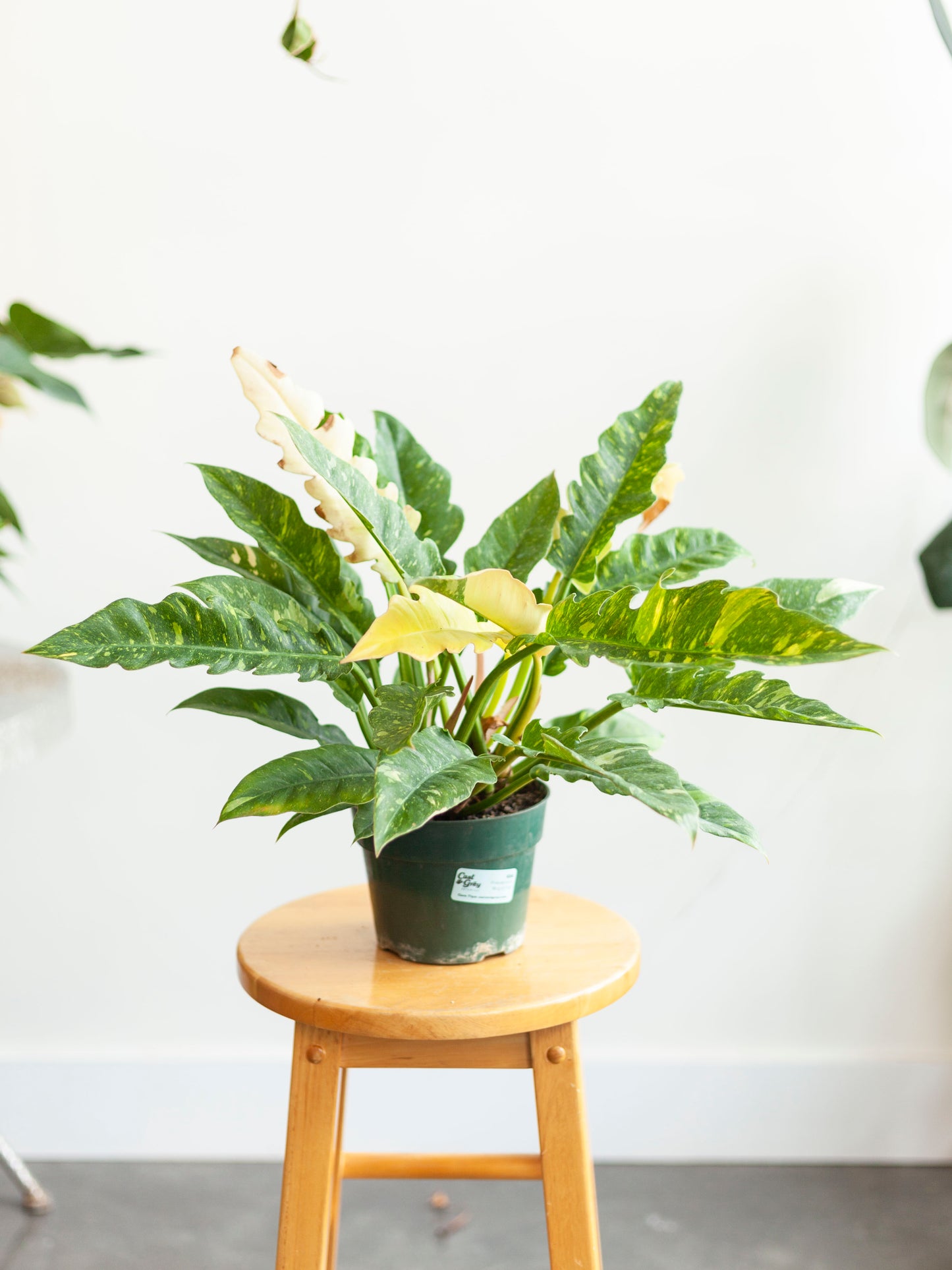 Philodendron 'Ring of Fire' 6"