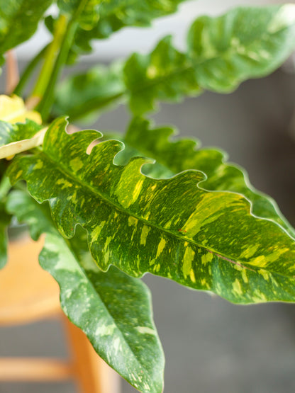 Philodendron 'Ring of Fire' 6"