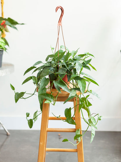 Pothos 'Cebu Blue' Hanging Basket 6"
