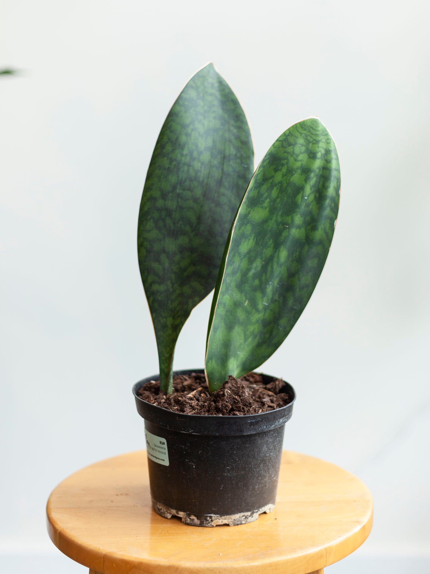 Sansevieria 'Whale Fin' 6"