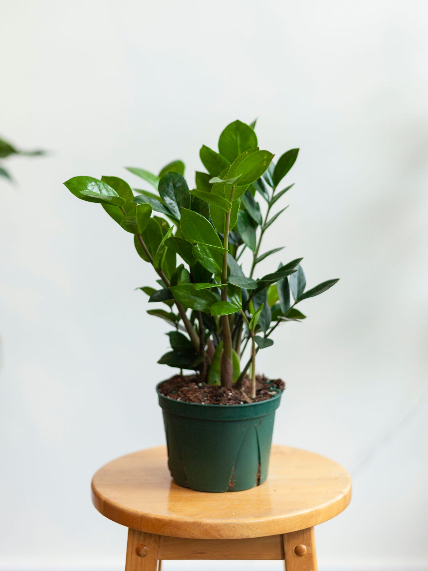 ZZ Plant 6"