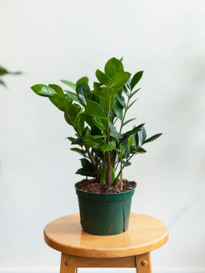 ZZ Plant 6"