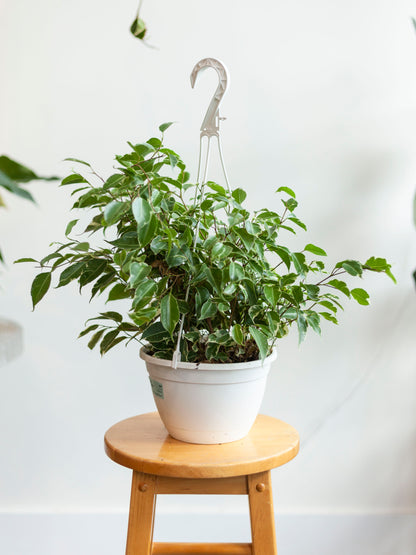 Ficus 'Starlight' Hanging Basket 8"