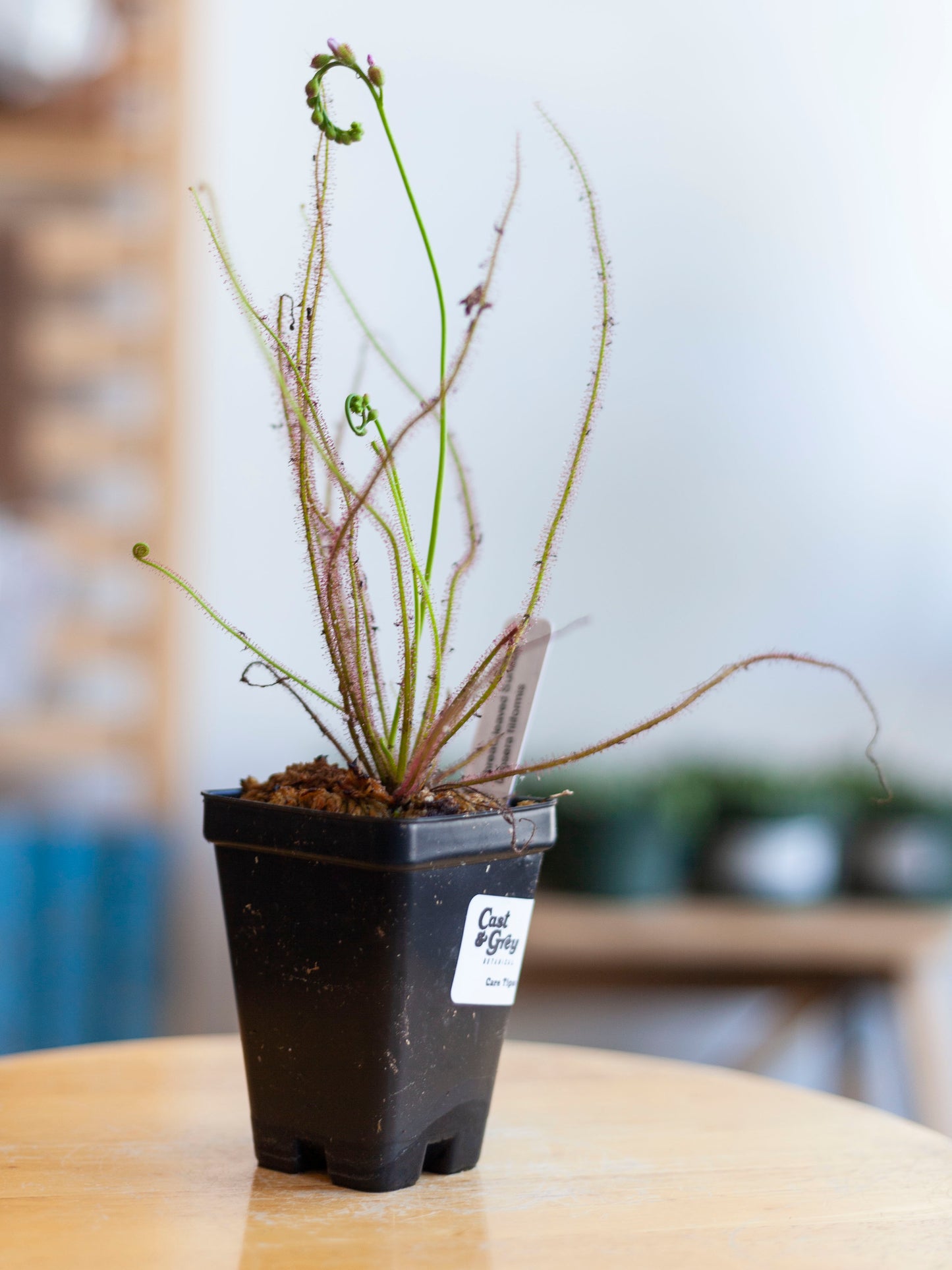 Sundew 3"