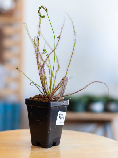 Sundew 3"