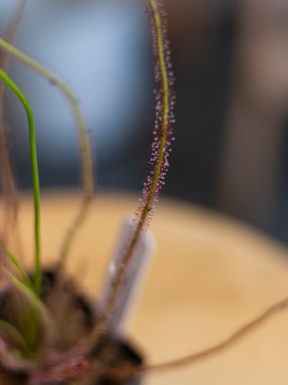 Sundew 3"