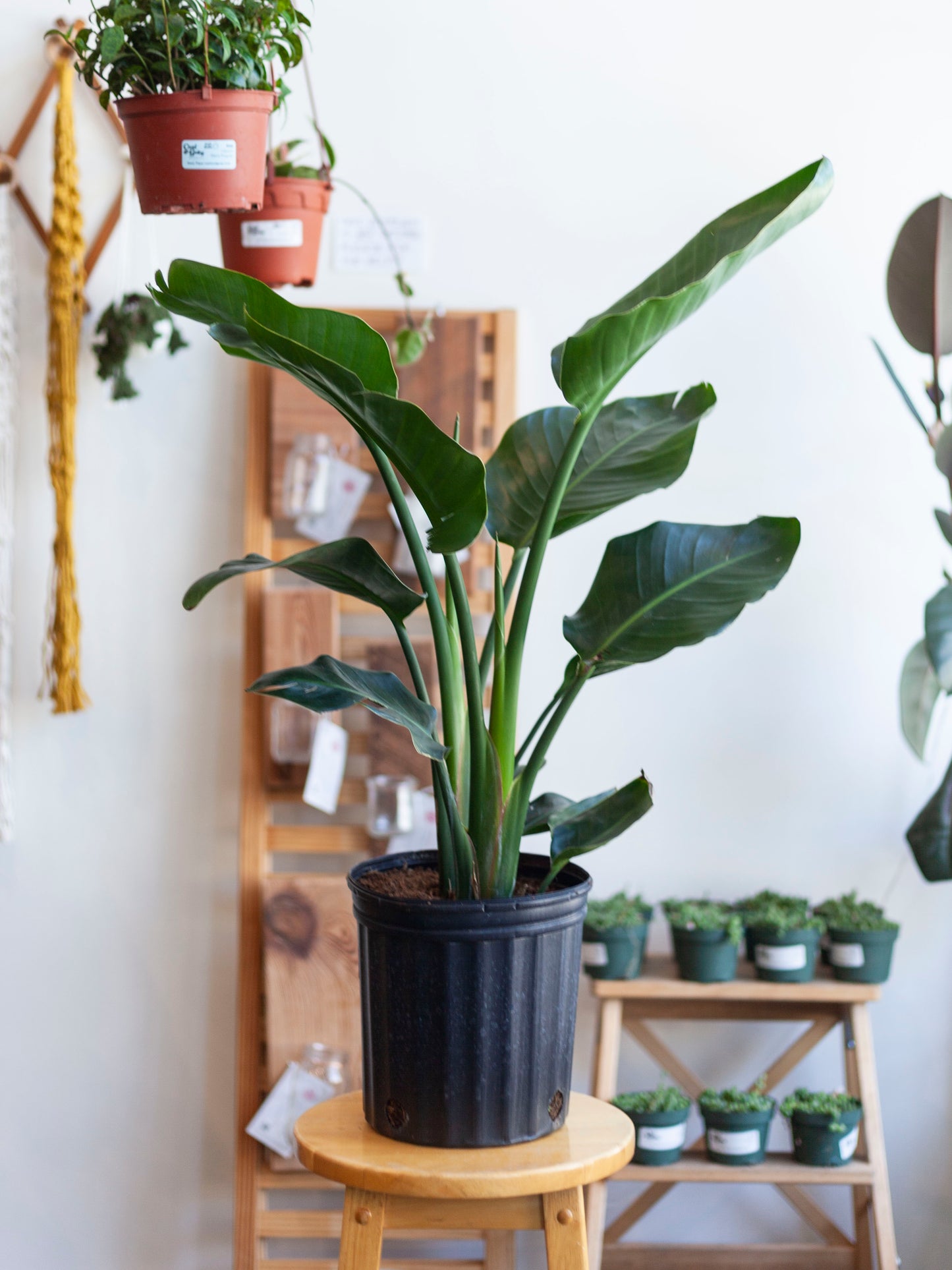 White Bird of Paradise 8"