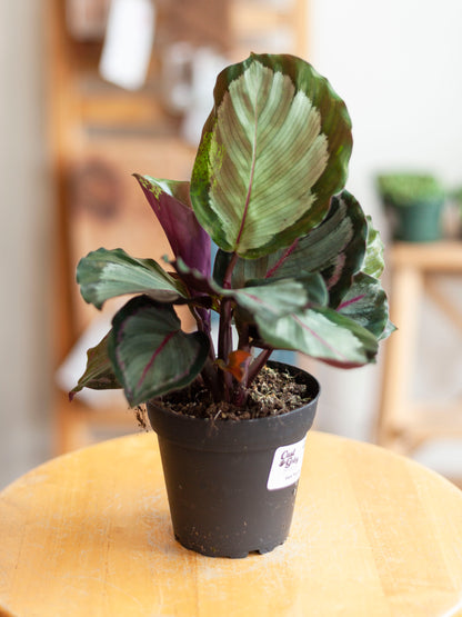 Calathea 'Northern Lights' 4"
