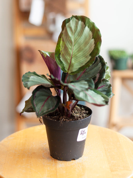 Calathea 'Northern Lights' 4"