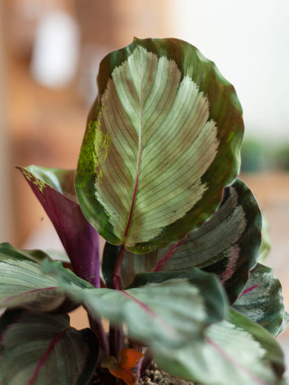 Calathea 'Northern Lights' 4"