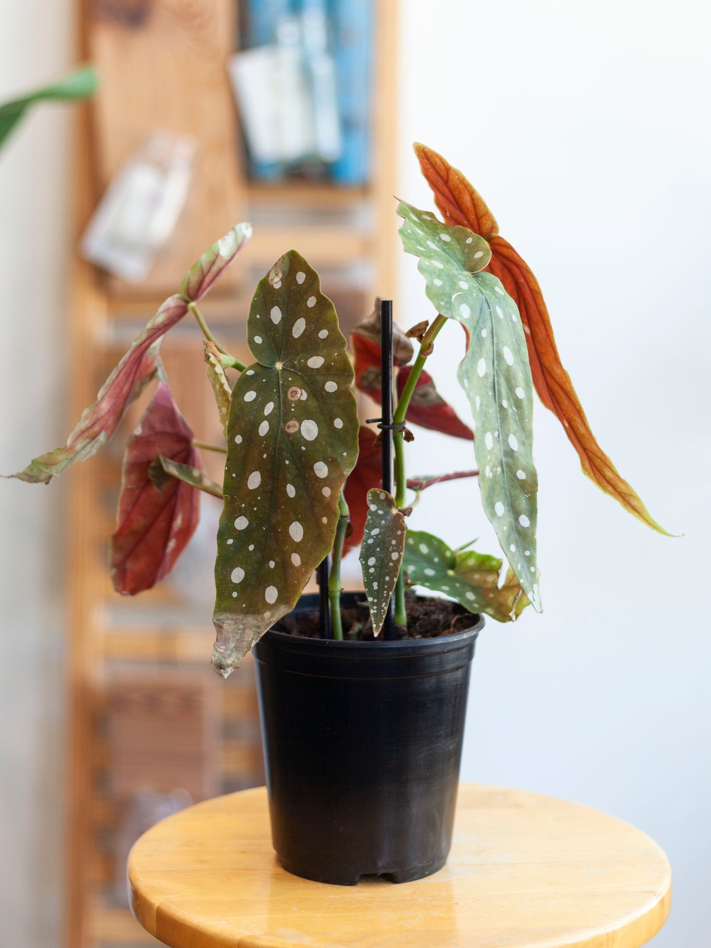 Begonia 'Maculata' 5"