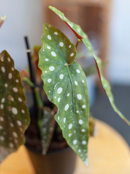 Begonia 'Maculata' 5"