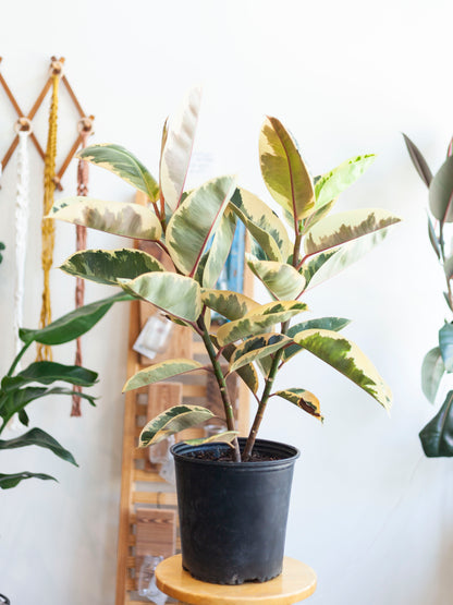 Ficus 'Tineke' Column 2pp 10"