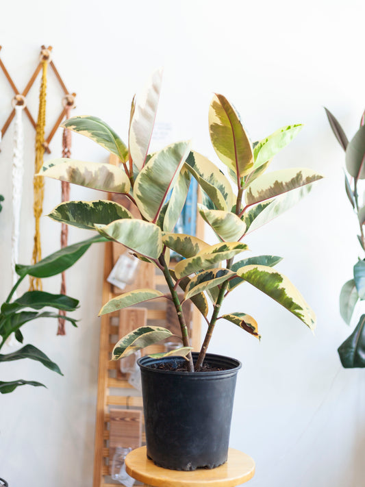 Ficus 'Tineke' Column 2pp 10"
