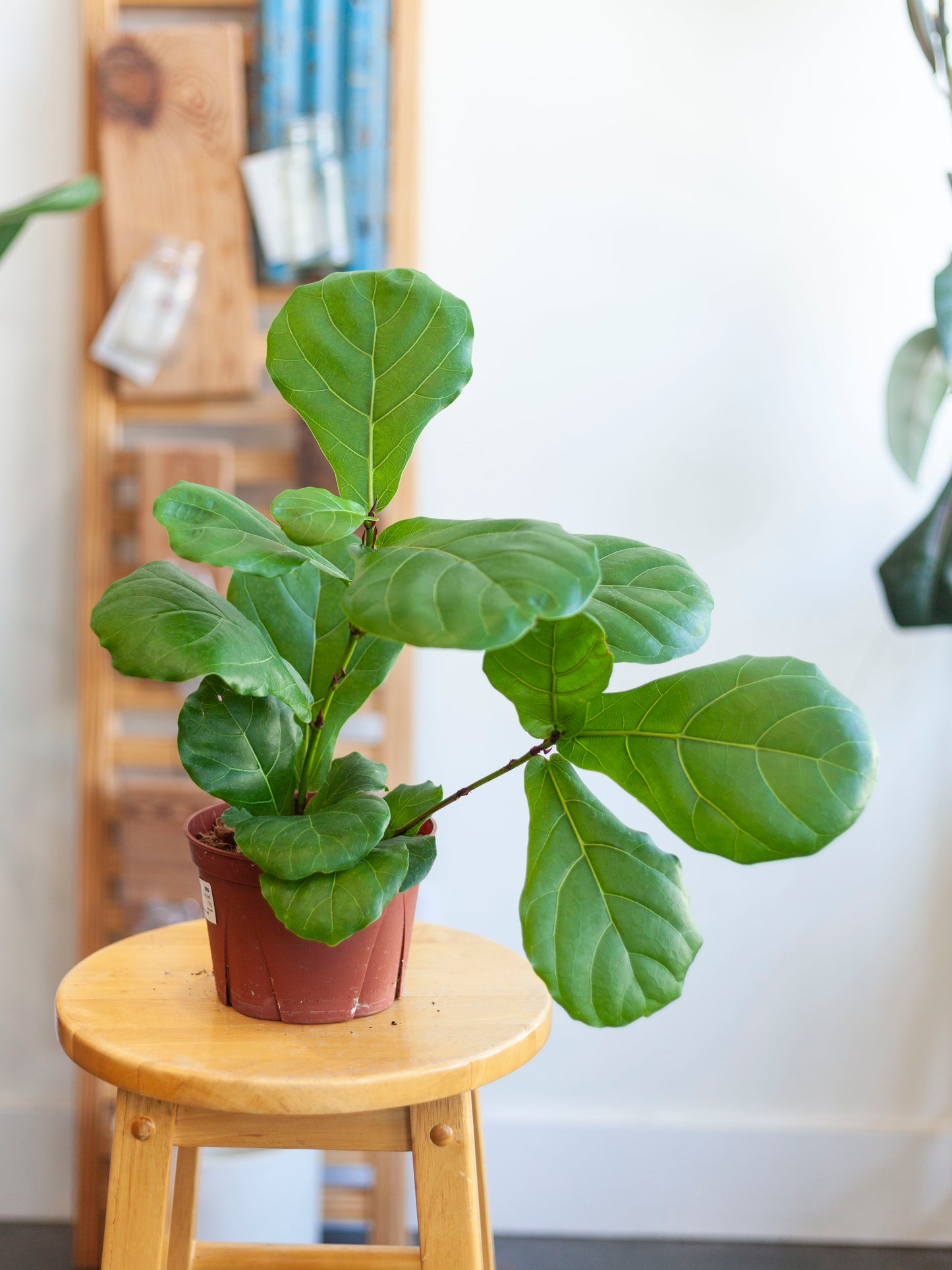 Fiddle Leaf Fig Bush 6"