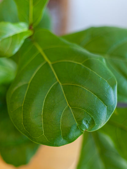 Fiddle Leaf Fig Bush 6"
