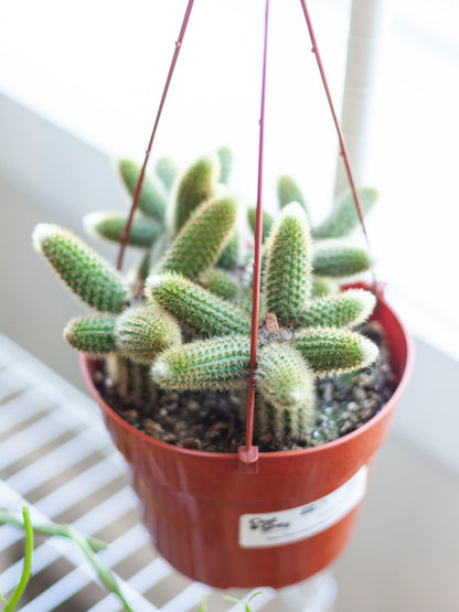 Golden Rat Tail Cactus Hanging Basket 6"