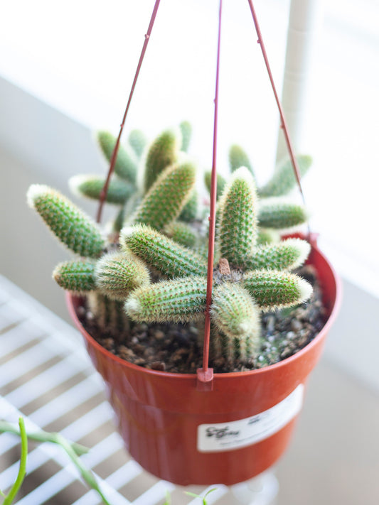Golden Rat Tail Cactus Hanging Basket 6"