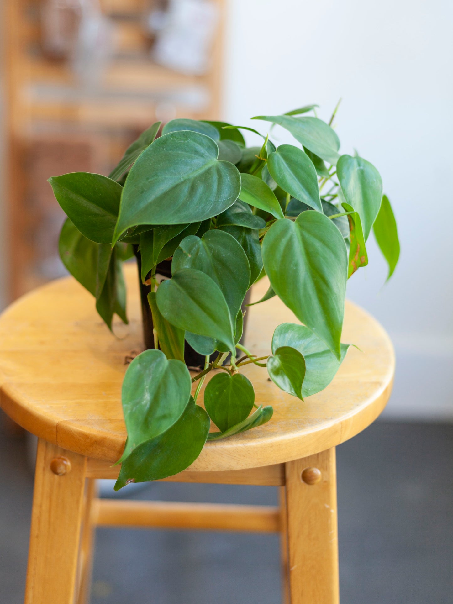Philodendron 'Heart Leaf' 4"