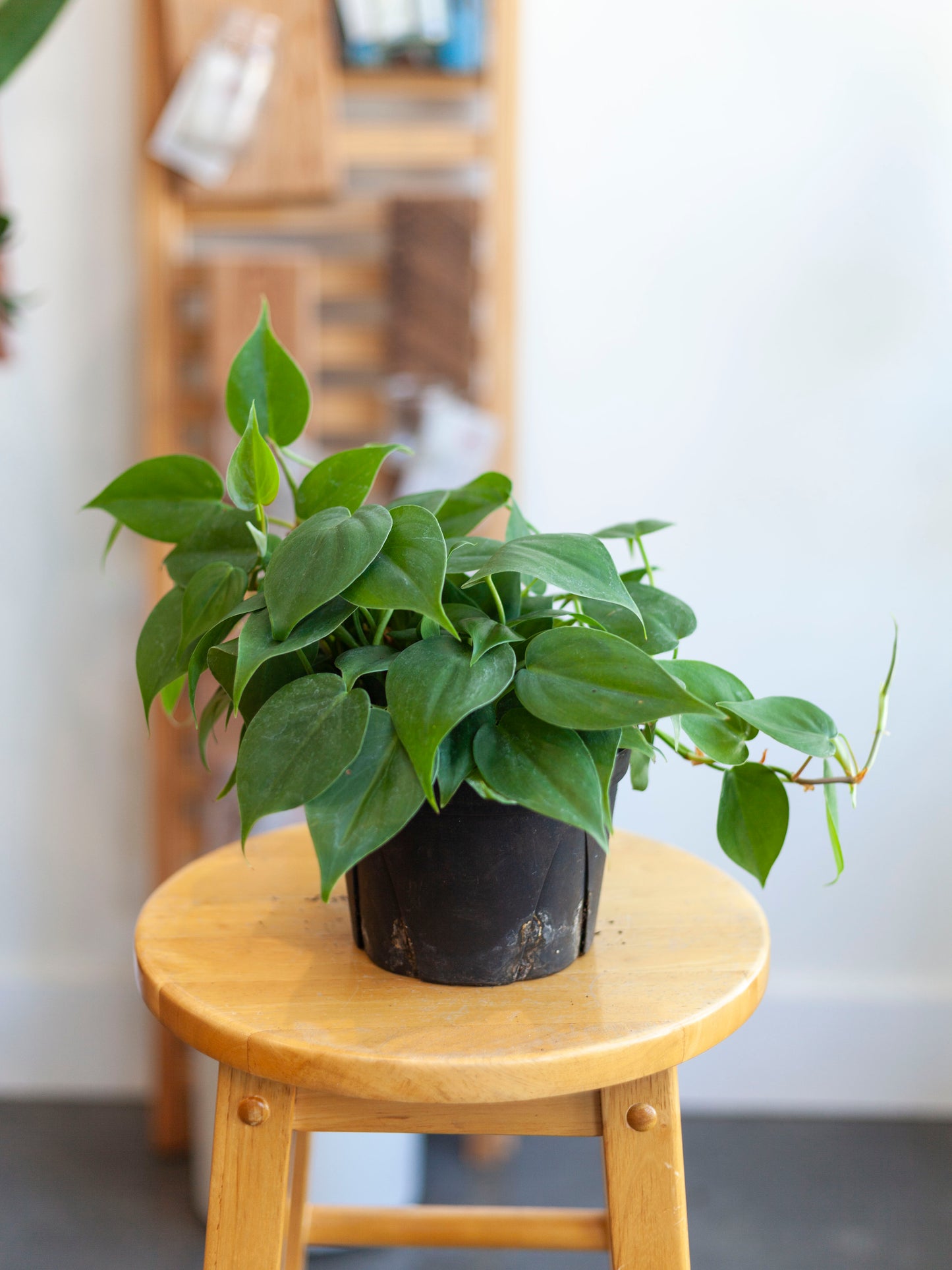 Philodendron 'Heart Leaf' 6"