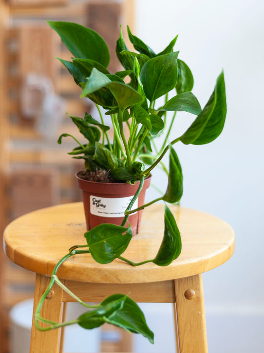 Pothos 'Shangri-La' 4"