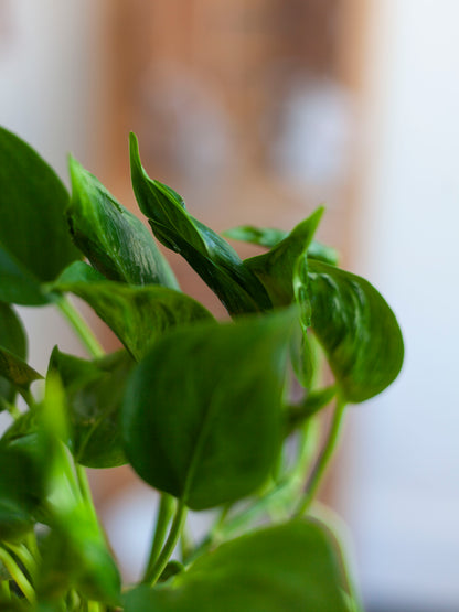 Pothos 'Shangri-La' 4"