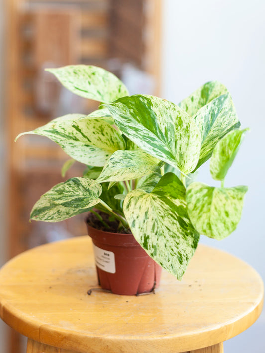 Pothos 'Snow Queen' 4"