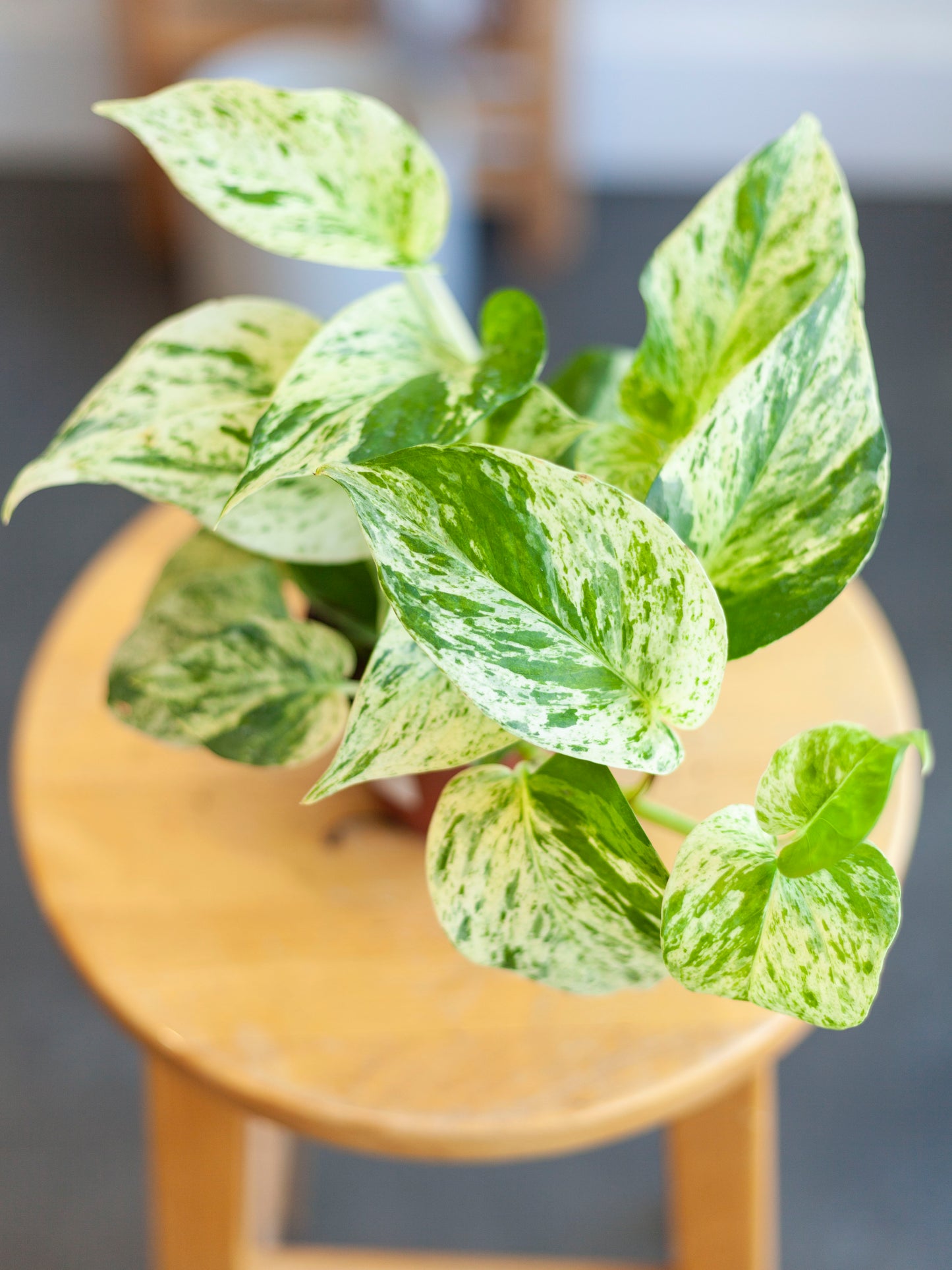 Pothos 'Snow Queen' 4"