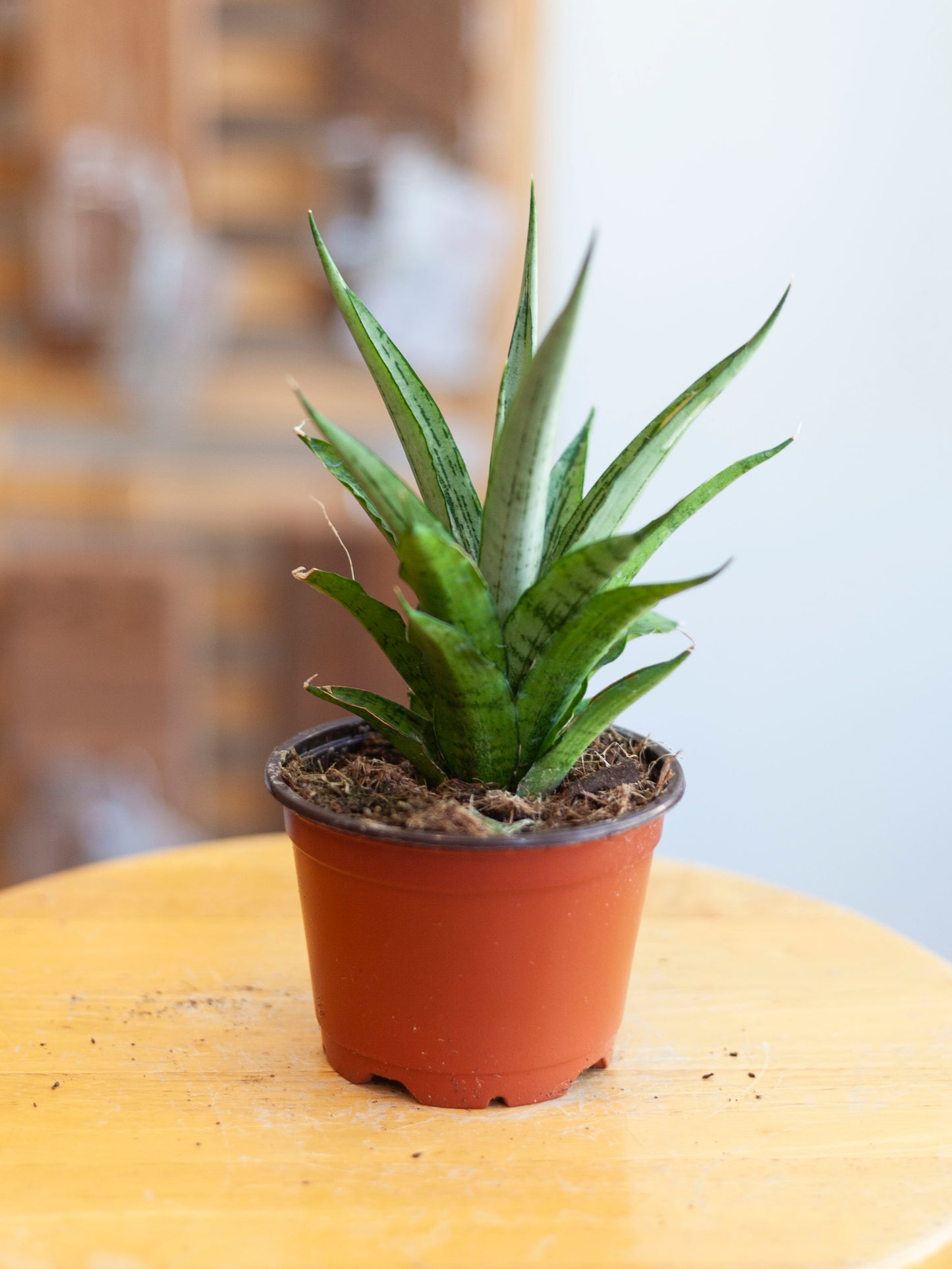 Sansevieria 'Josephine'
