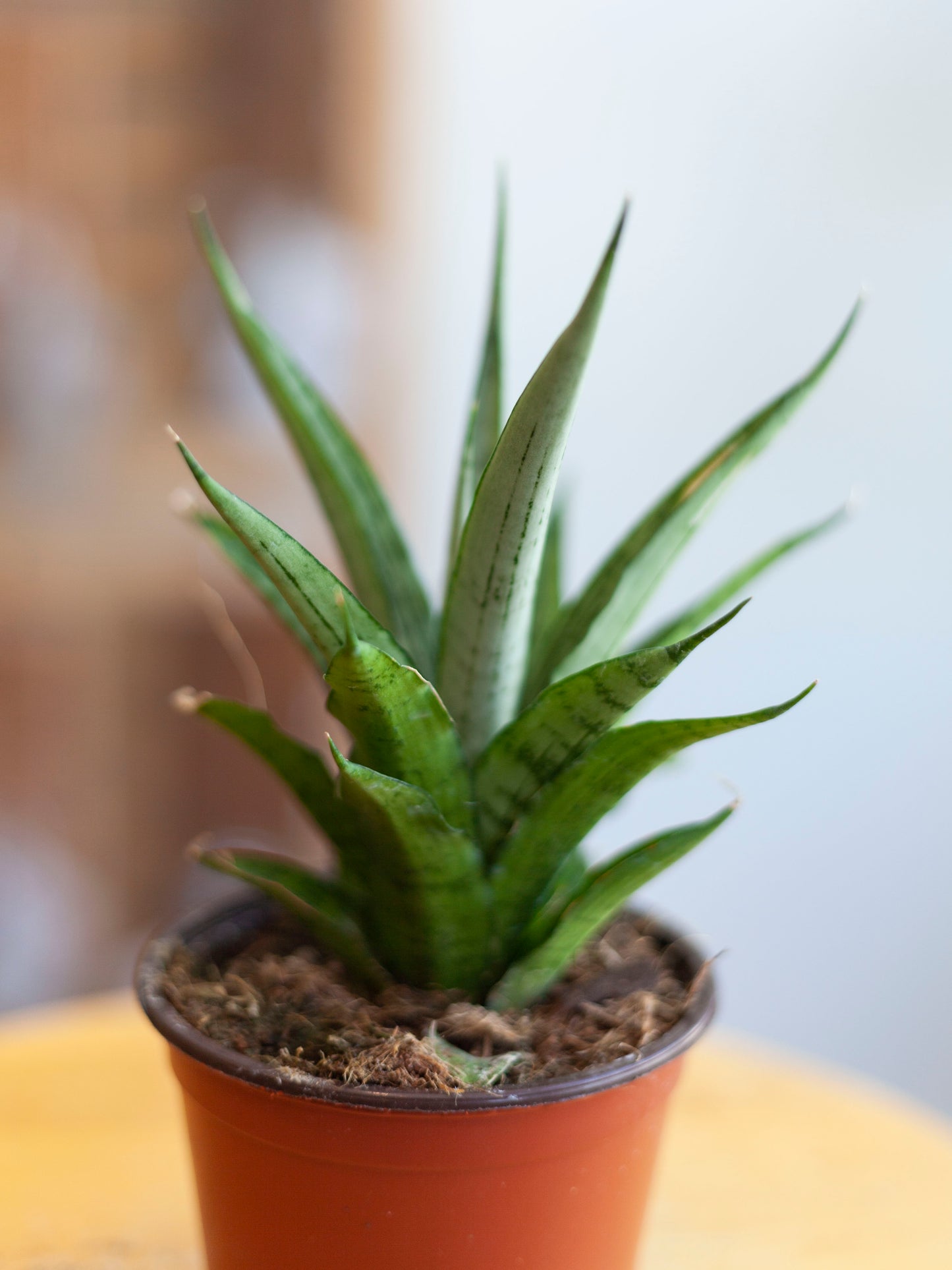 Sansevieria 'Josephine'