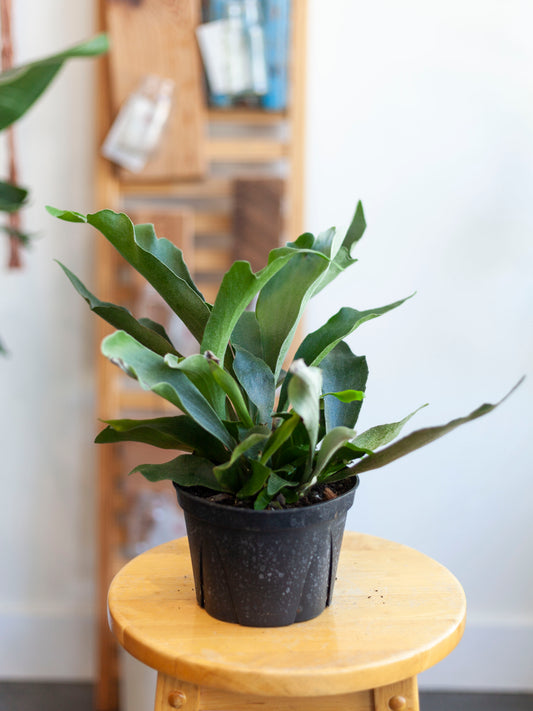 Staghorn Fern 6"