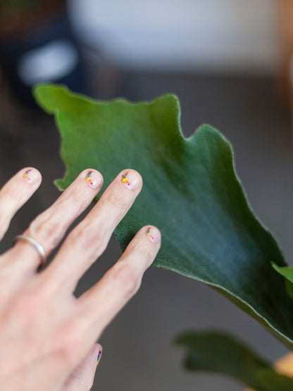 Staghorn Fern 6"