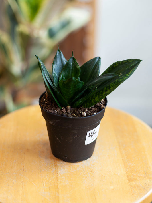Sansevieria 'Whitney' Robusta 4"