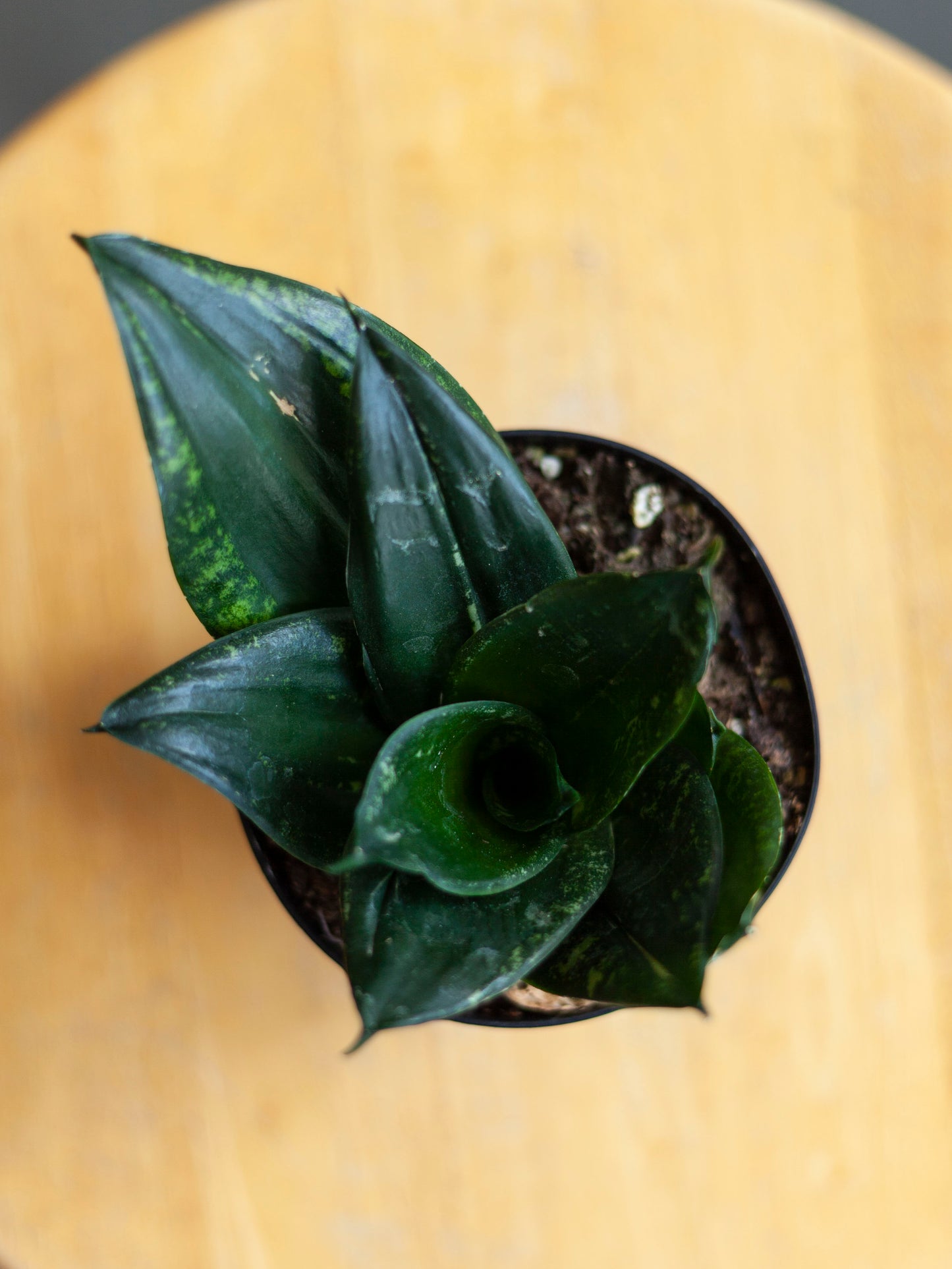 Sansevieria 'Whitney' Robusta 4"