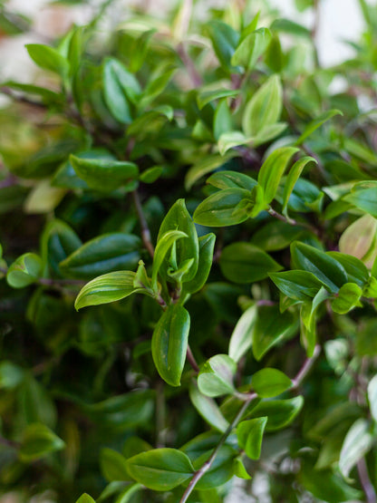 Tradescantia 'Rainbow' 10"