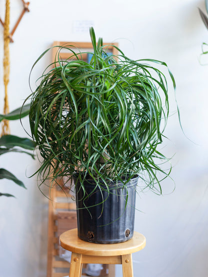 Ponytail Palm 10"