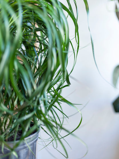Ponytail Palm 10"
