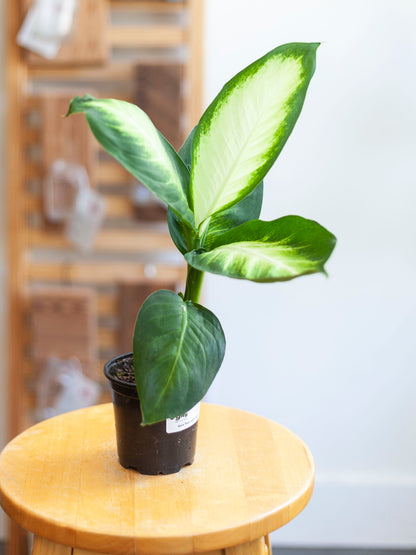 Dieffenbachia 'Tropic Marianne' 4"