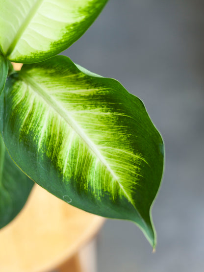 Dieffenbachia 'Tropic Marianne' 4"